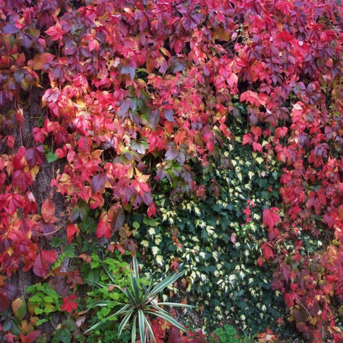 VITA DE VIE ORNAMENTALA - Parthenocissus Quinquefolia [2]