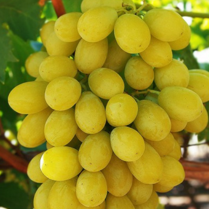 VITA DE VIE VICTORIA - Vitis vinifera Victoria [2]