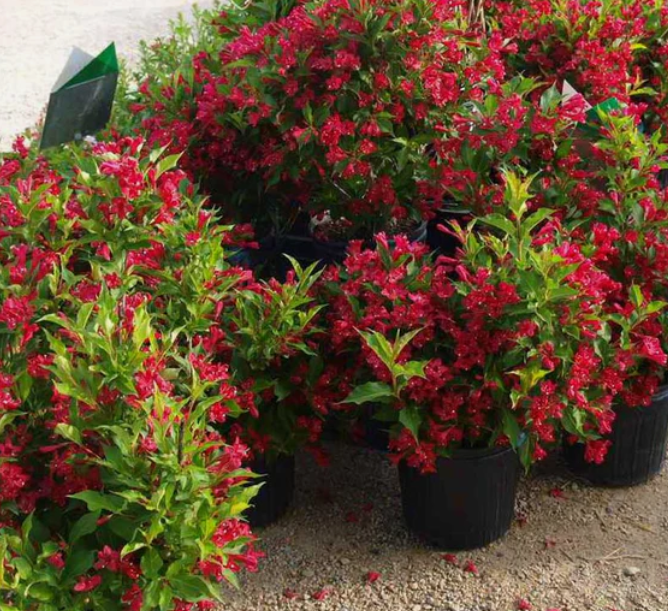 Weigela 'Red Prince' – 80-100 cm [3]