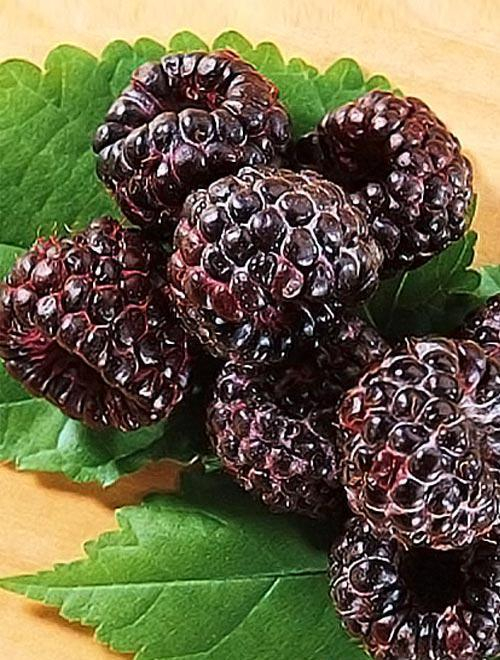 Pachet 10buc. Zmeură Mur Negru Cumberland - Hibrid [2]