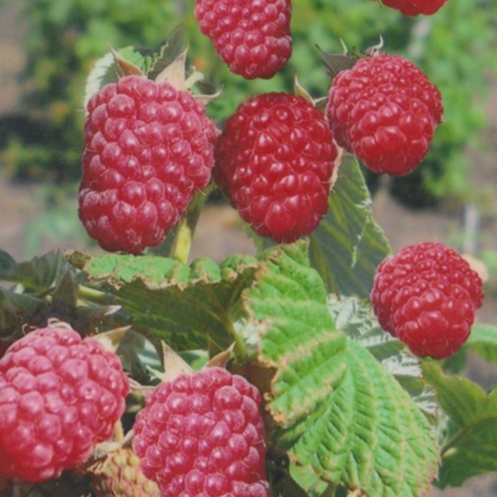 Pachet 50buc. Butași Zmeură Tarusa (Rădăcină liberă) [3]