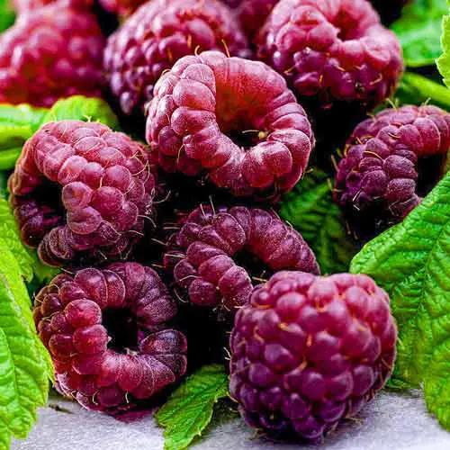 Pachet 20buc. Butași Zmeură Violet Glen Coe [2]