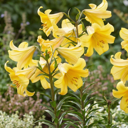 15 buc. Pachet Bulbi Crini Trompeta [2]