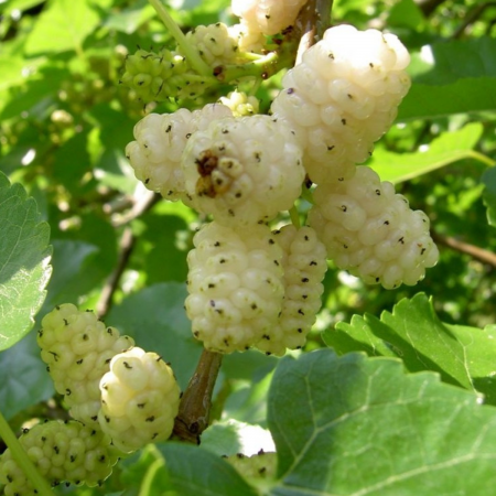 Dud - DUD ALB – MORUS ALBA