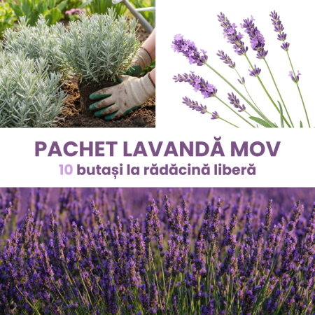 Pachete promotionale - 10 buc. Pachet Lavandă Mov Angustifolia - Butași 20-30 cm (Rădăcină Liberă)