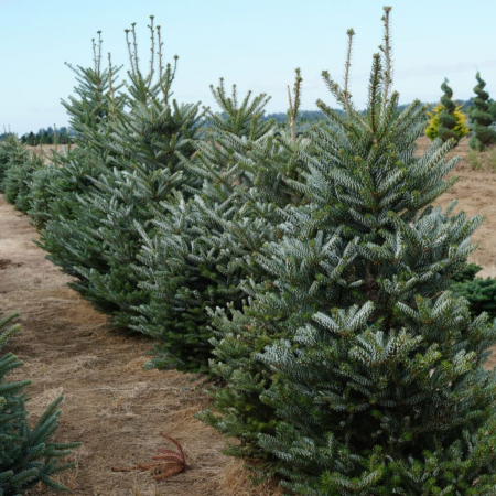 Conifere - ABIES KOREANA SILBERLOCKE