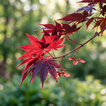 Acer palmatum 'Atropurpureum' - Arțar japonez roșu 80 - 100 cm (ghiveci) [1]