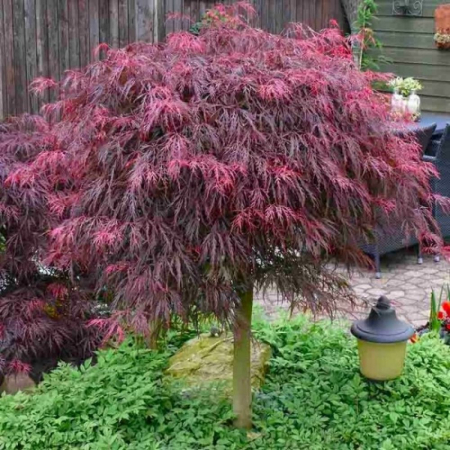 Arbori Ornamentali - Acer palmatum Dissectum Inabashidare (Artar Japonez) - arbori ornamentali