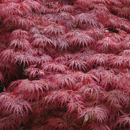 ACER PALMATUM DISSECTUM INABASHIDARE (ARȚAR JAPONEZ) 60 - 70 cm [1]