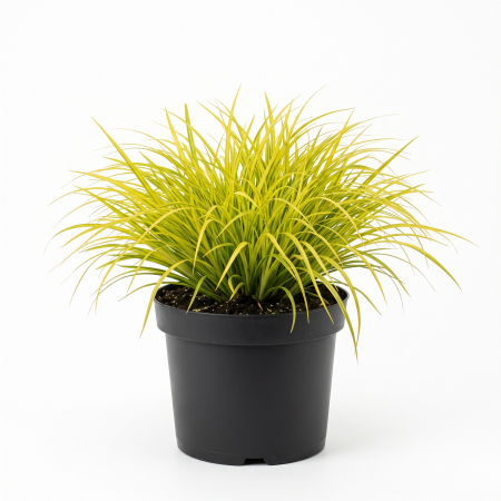 Plante ornamentale - Acorus gramineus 'Ogon' - Obligeană japoneză 'Ogon' 25 - 35 cm (5L)