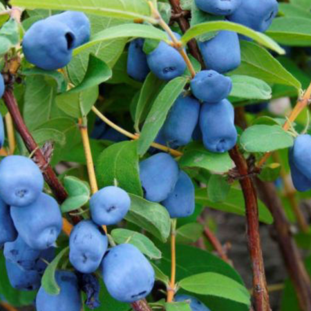Arbusti - Lonicera caerulea - Afin Siberian