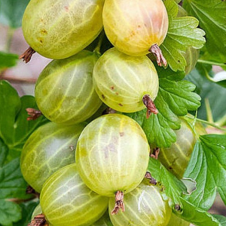 Agris - AGRIS ALB - Ribes uva-crispa Invicta