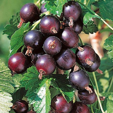 Agris - AGRIS NEGRU