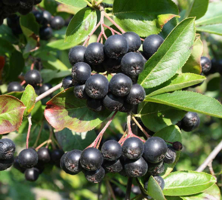Arbusti - ARONIA