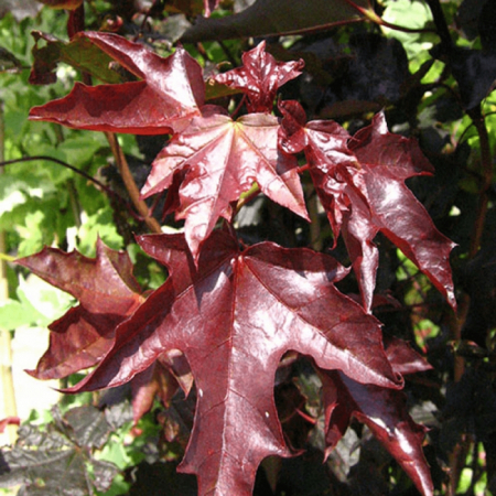 Arbori Ornamentali - Arțar Japonez Acer Platanoides Crimson King 180-200 cm