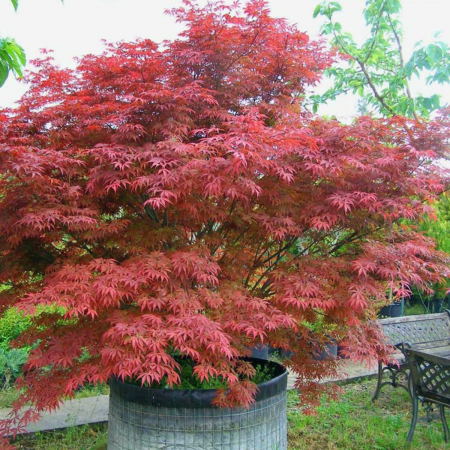 Arbori Ornamentali - ARTAR JAPONEZ - ARBUST ACER PALMATUM (ATROPURPUREUM)