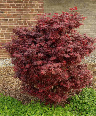 Arbori Ornamentali - Acer Palmatum Little Red Coupe - Artar Japonez Little Red