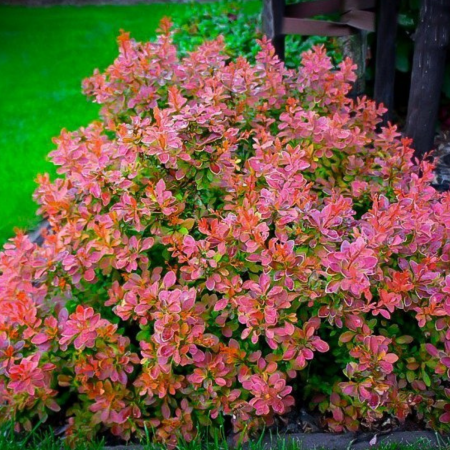 BERBERIS THUNBERGI ADMIRATION [1]