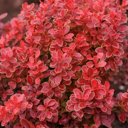 Plante ornamentale - BERBERIS THUNBERGI ADMIRATION