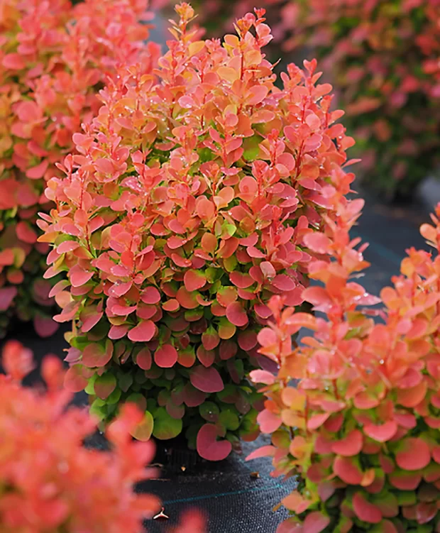 Plante ornamentale - Berberis thunbergii ‘Coral’ - Berberis ‘Coral’