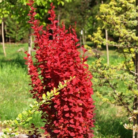 Plante ornamentale - Berberis thunbergii ‘Red Rocket’ - Berberis ‘Red Rocket’