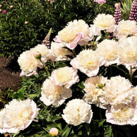 BUJOR ALB - Paeonia Sinensis [1]