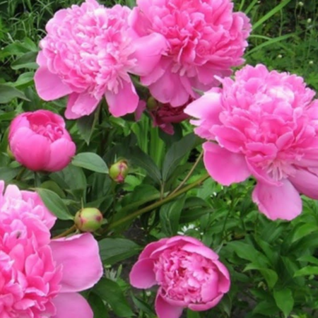 BUJOR ROZ [1]