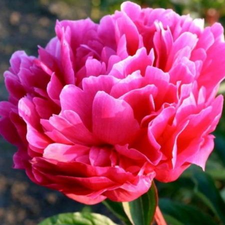 Plante Ornamentale - BUJOR ROZ
