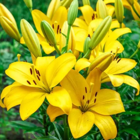 Bulbi Crini Asiatici Galbeni - Yellow Power (20/22) [2]