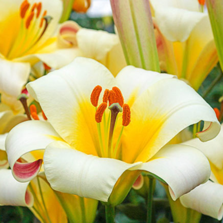 Bulbi Crini Trompetă Albi - White Planet (24/+) [2]