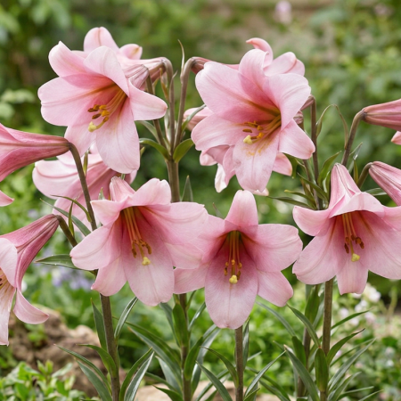 Bulbi Crini Trompetă Roz - Pink Planet (24/+) [2]