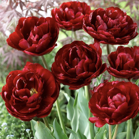 Bulbi Lalele Duble (Tip Bujor) - Uncle Tom [2]