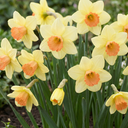 Bulbi - Bulbi Narcise - Narcissus Blush Lady