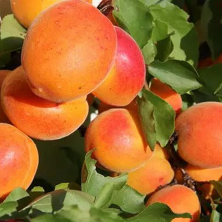 Pomi fructiferi - CAIS – SOI ROSII DE BANEASA
