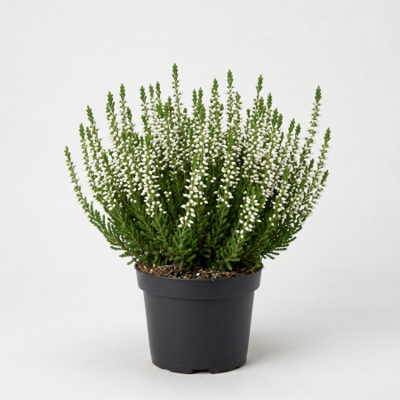 Plante ornamentale - Calluna vulgaris - Iarbă neagră albă 15 - 20 cm (P11)