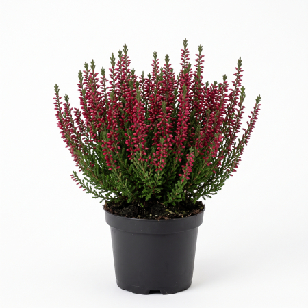Plante ornamentale - Calluna vulgaris - Iarbă neagră roșie 15 - 20 cm (P11)