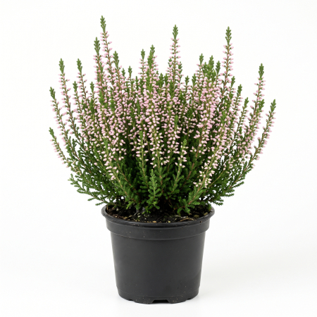 Plante ornamentale - Calluna vulgaris - Iarbă neagră roz deschis 15 - 20 cm (P11)