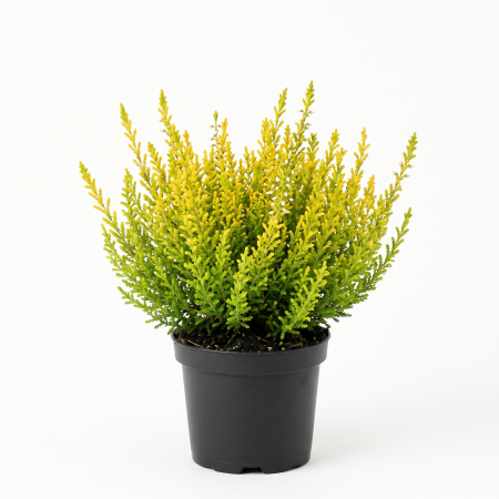 Plante ornamentale - Calluna vulgaris - Iarbă neagră verde-galben 15 - 20 cm (P11)