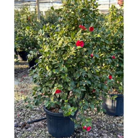 Camellia Japonica Black Lace Rosu [2]