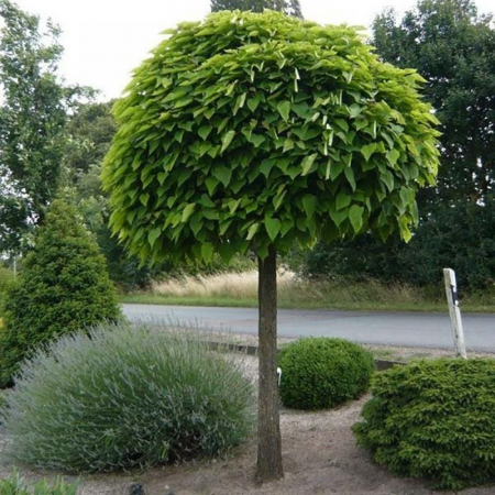 Arbori Ornamentali - CATALPA BIGNONIOIDES