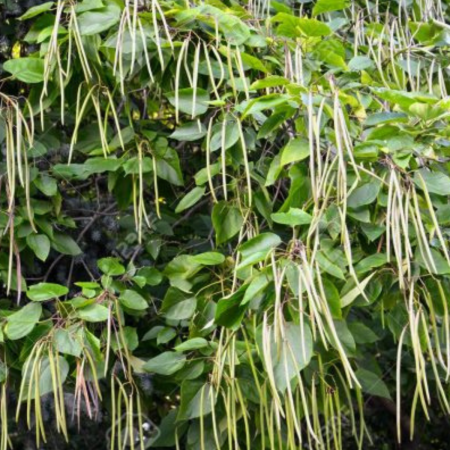 CATALPA BIGNONIOIDES [1]