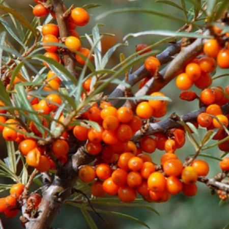 Arbusti - CATINA - Hippophae rhamnoides