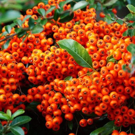 CATINA - Hippophae rhamnoides [1]