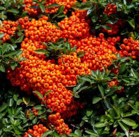 Plante ornamentale - Cătină Ornamentală - Pyracantha Orange Glow