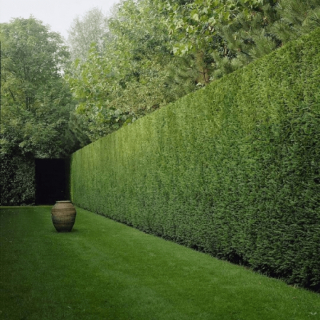 Chiparos Cupressocyparis Leylandii (gard viu veșnic verde) [10]