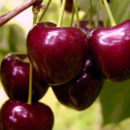 Pomi fructiferi - CIRES DE BISTRITA -timpuriu de Bistrita