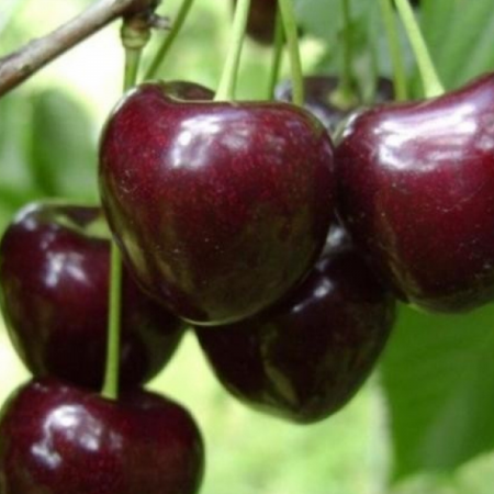 Pomi fructiferi - CIRES HEDELFIGER