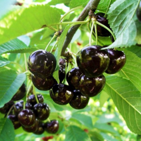 Pomi fructiferi - CIRES NEGRU DE BISTRIȚA - prunus avium