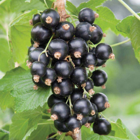 COACAZ NEGRU - Ribes nigrum Titania [1]