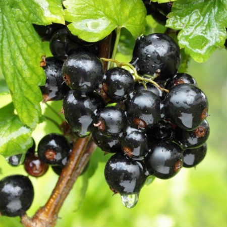 Coacaz - COACAZ NEGRU - Ribes nigrum Titania